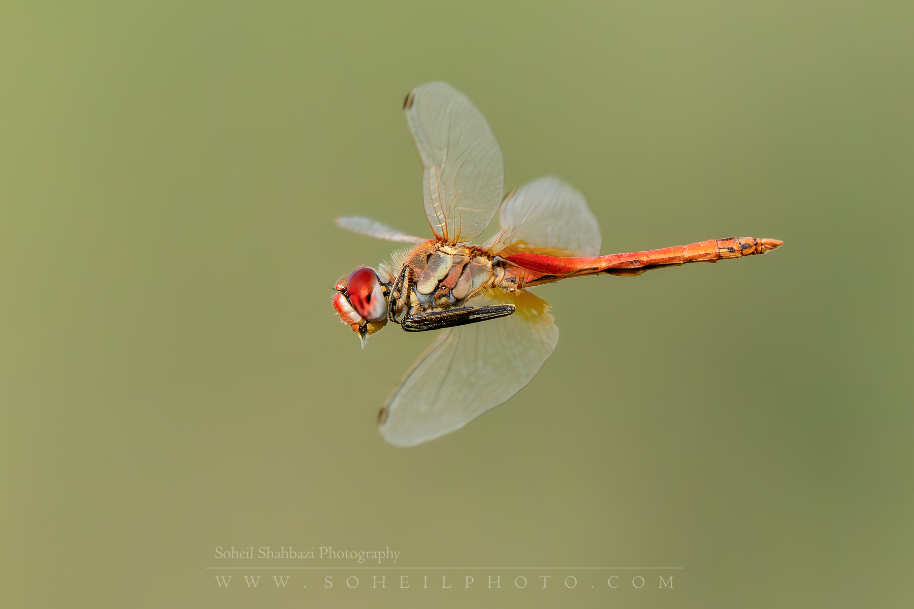 Dragonfly
