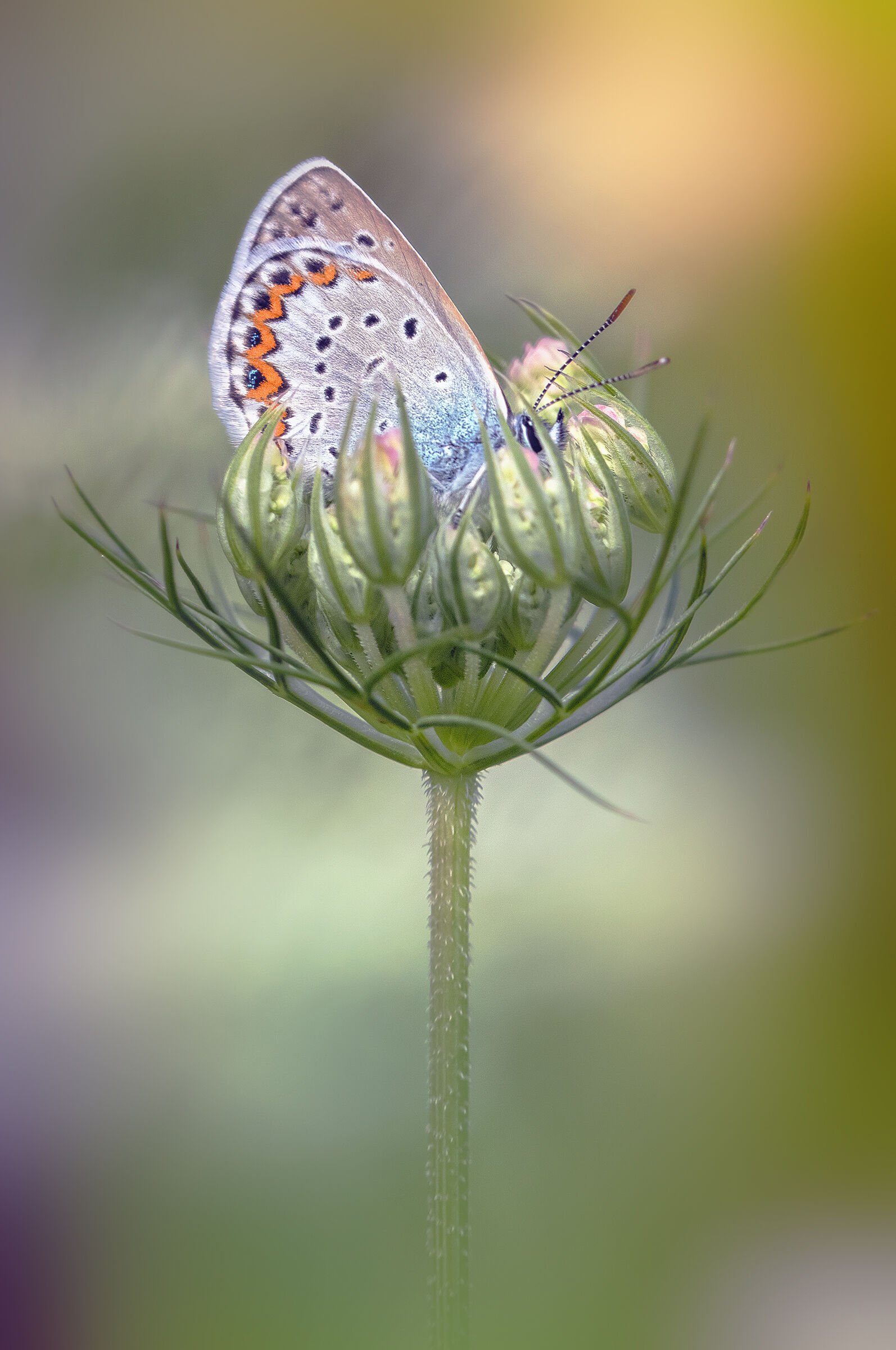 Plebejus argyrognomon