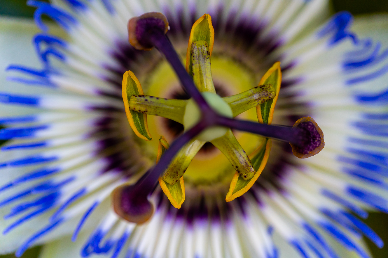 passionflower