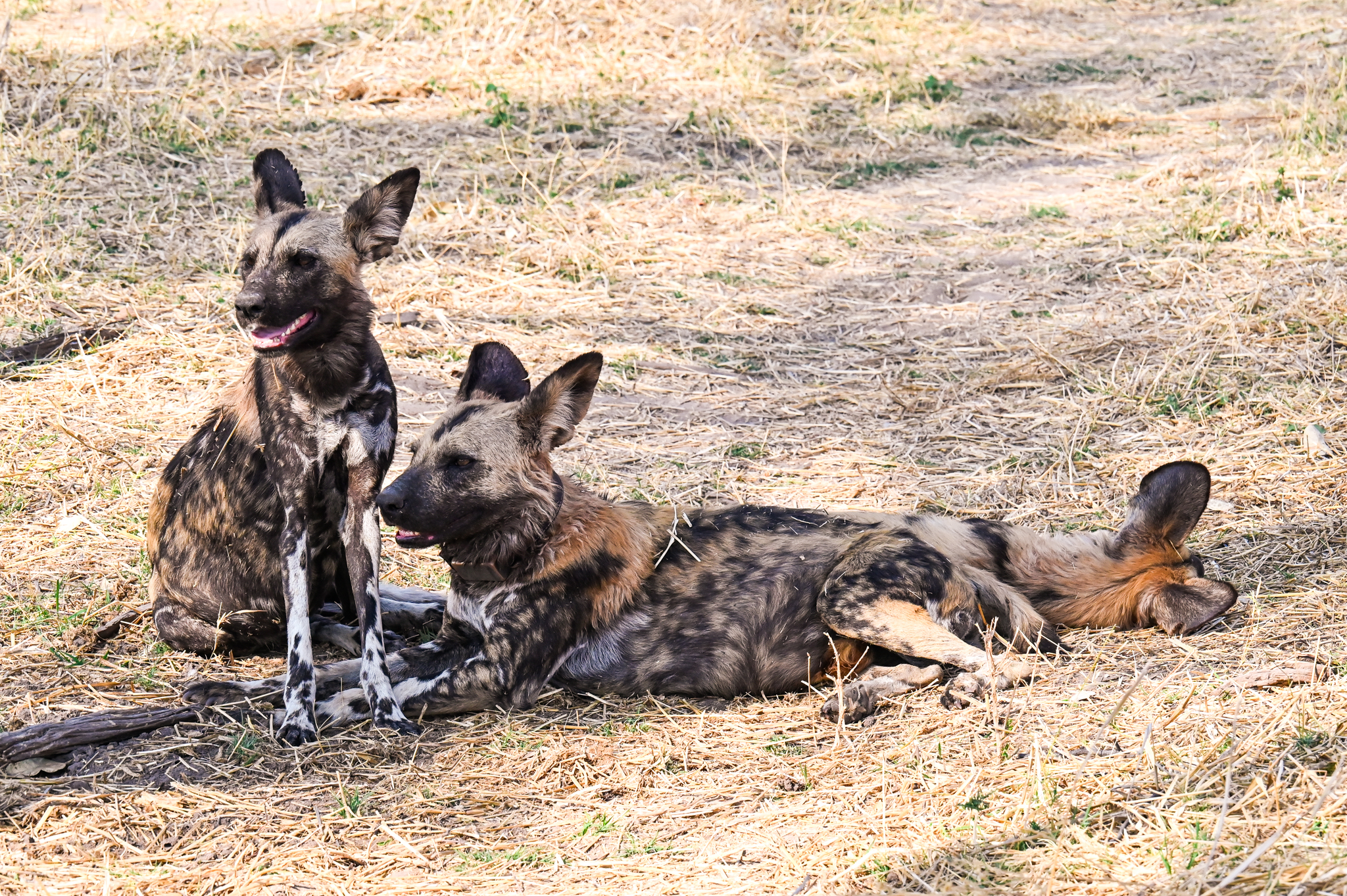 Resting wild dogs