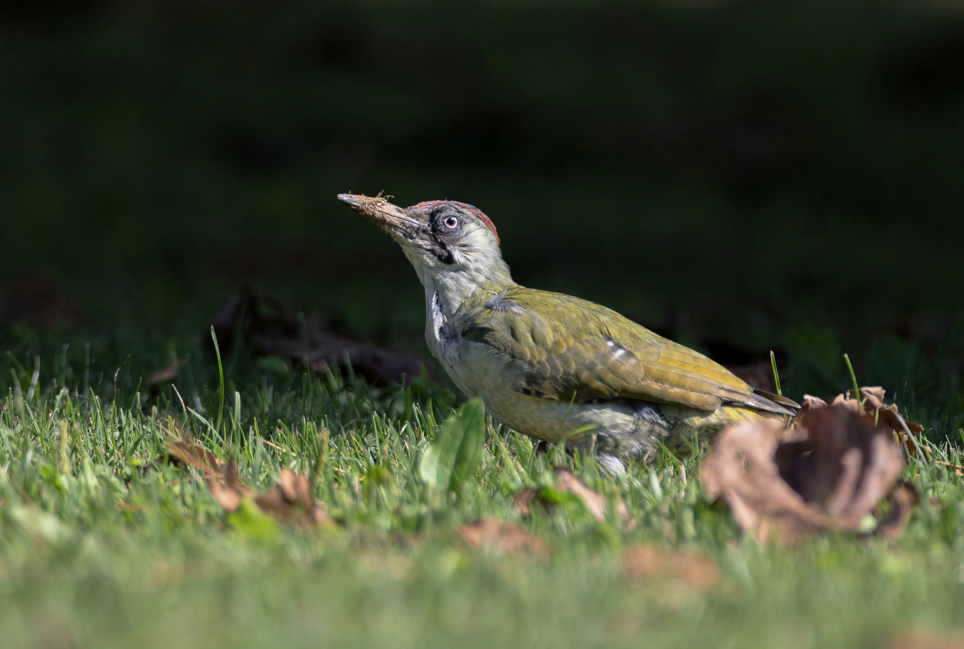 Picchio verde (Picus viridis)