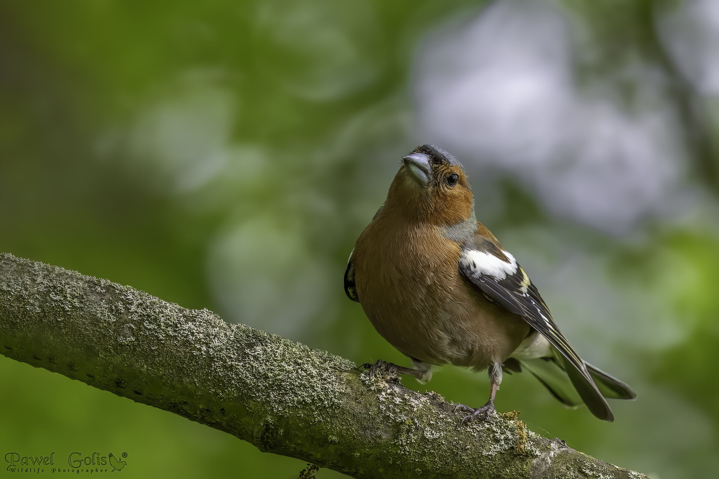 Common chaffinch (Fringilla coelebs)