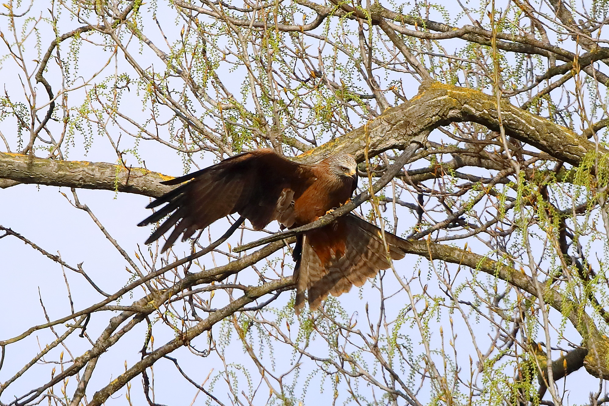 Nibbio bruno 29 marzo 2025 - 0329