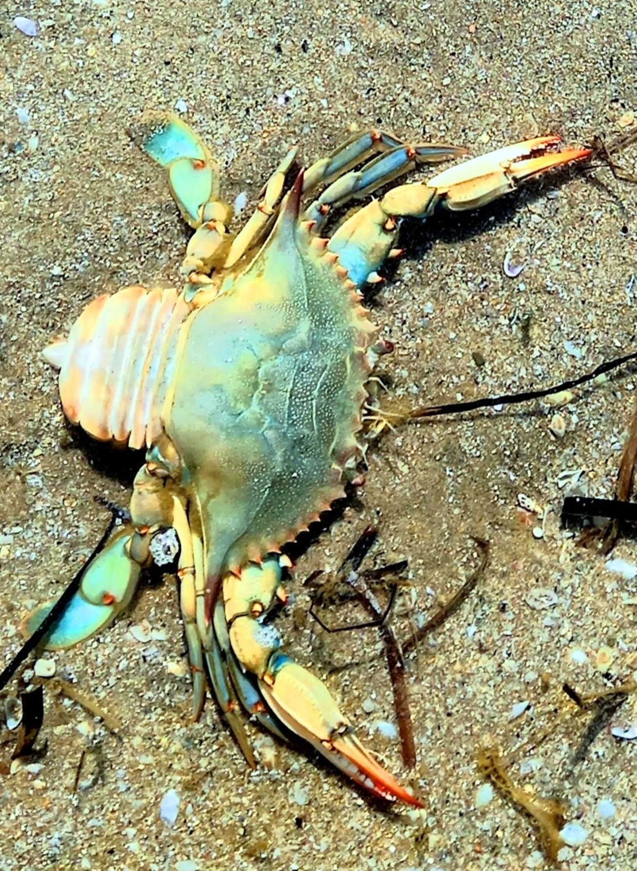 granchio blu spiaggiato