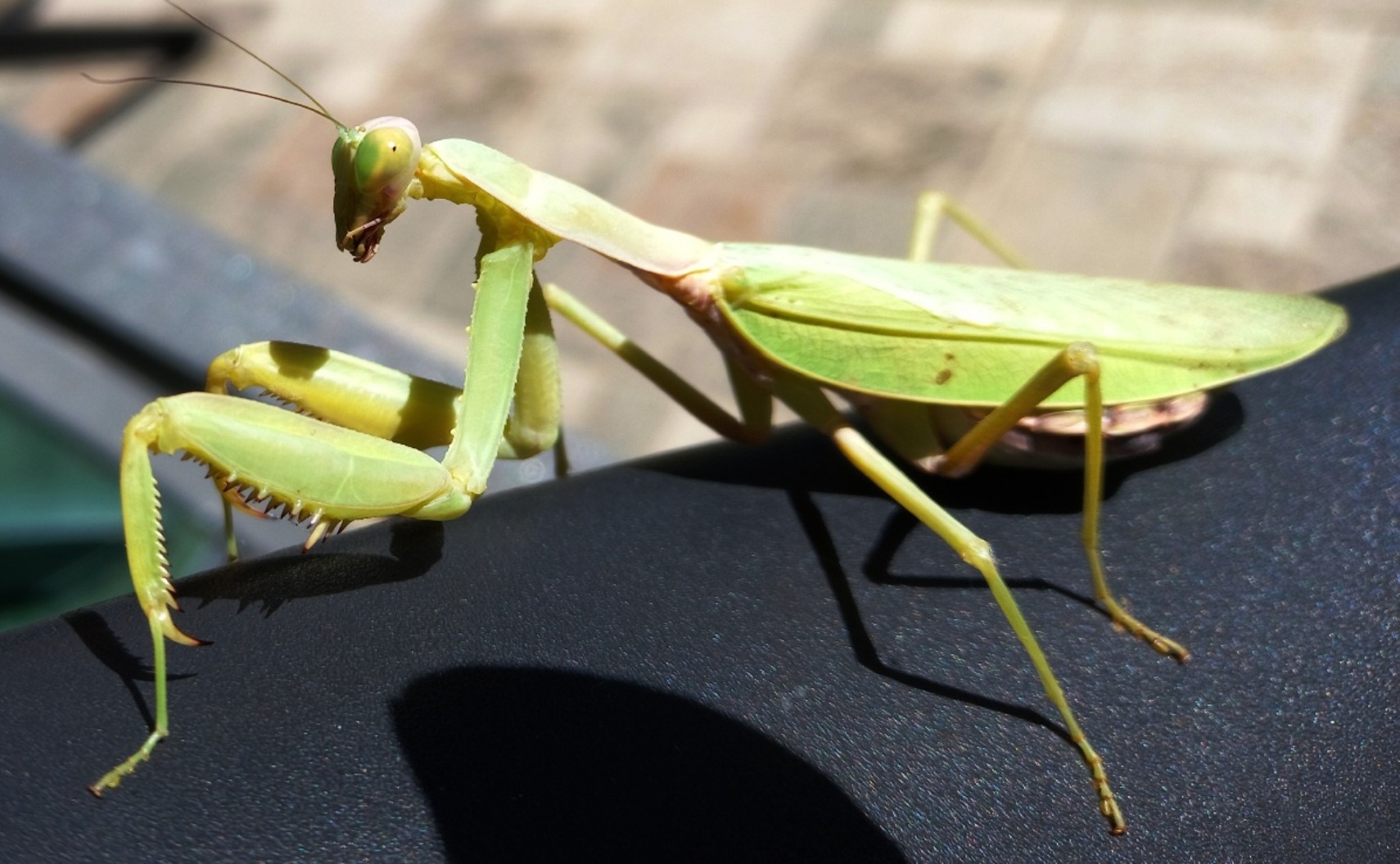 mantide religiosa