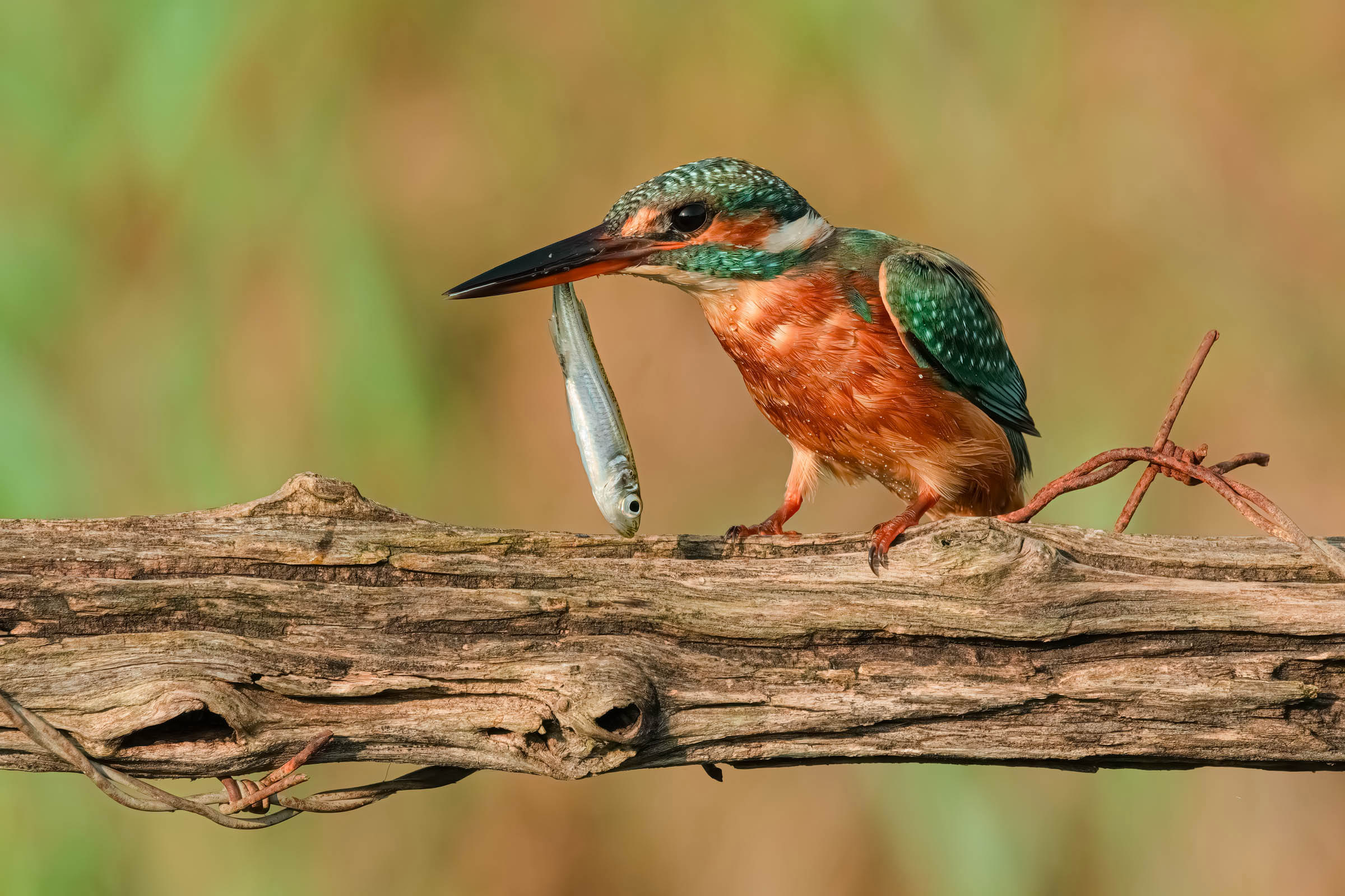 Kingfisher