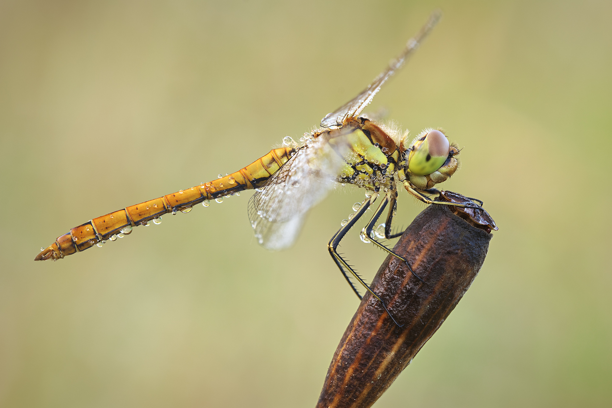 Sympetrum vulgatum