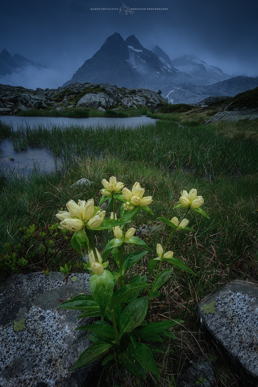 Gentiana Punctata al cospetto delle Lobbie