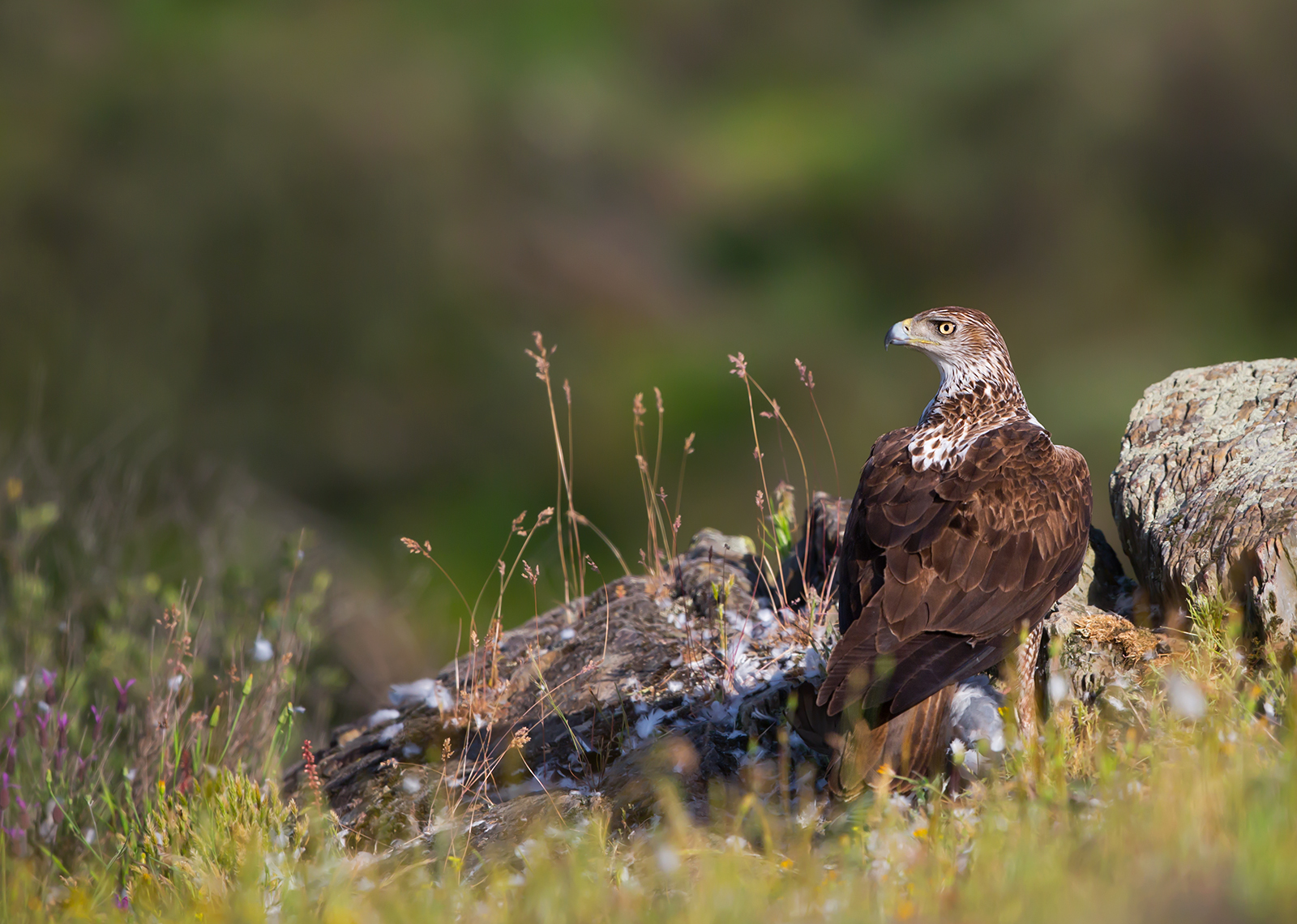 aquila del Bonelli