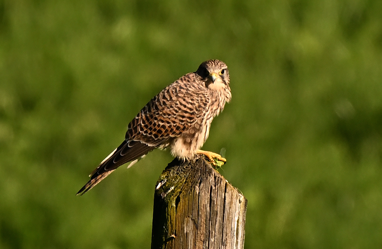 Falco tinnunculus con preda