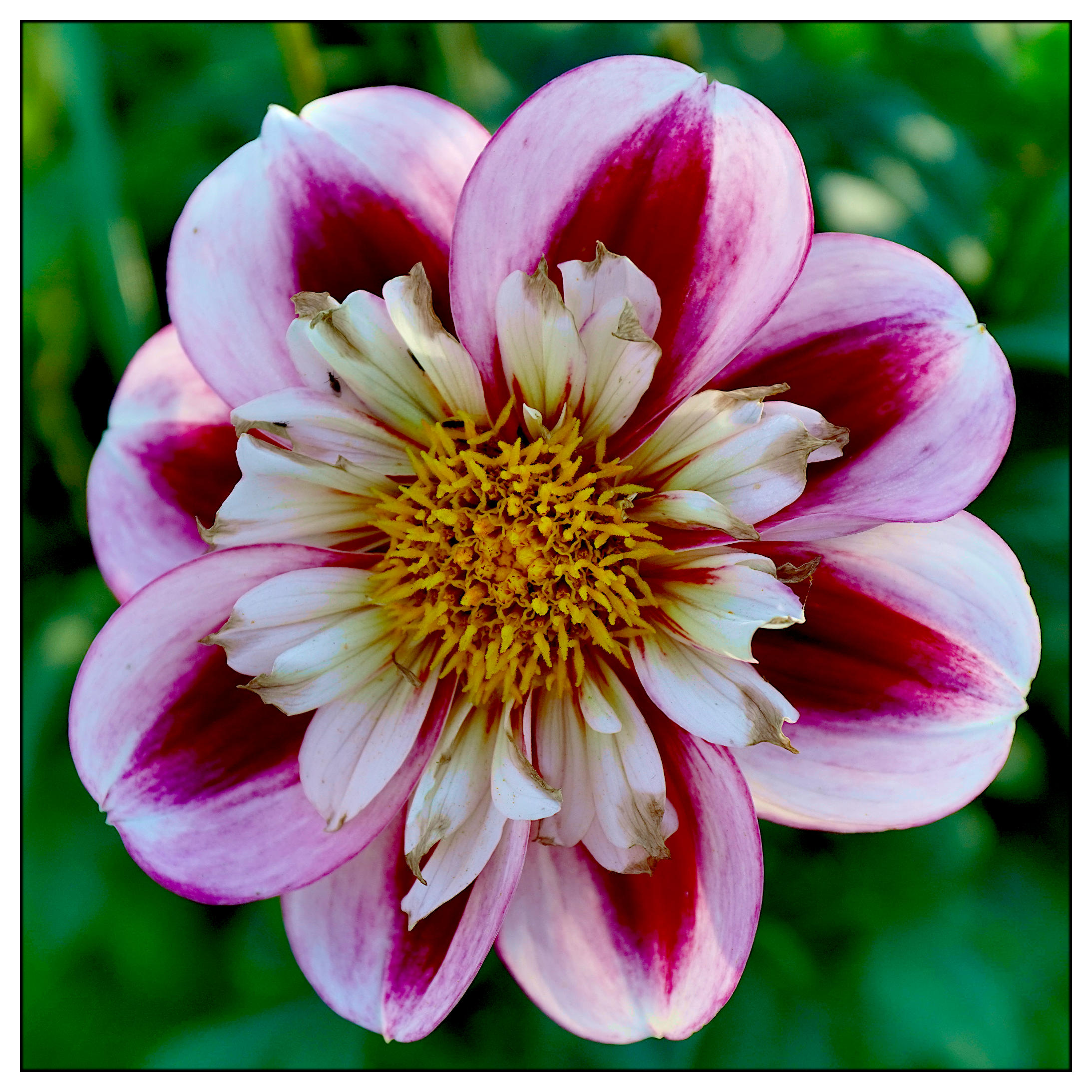 Begonia semperflorens