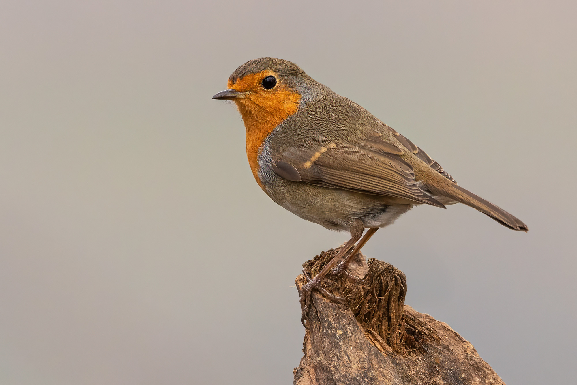 Robin