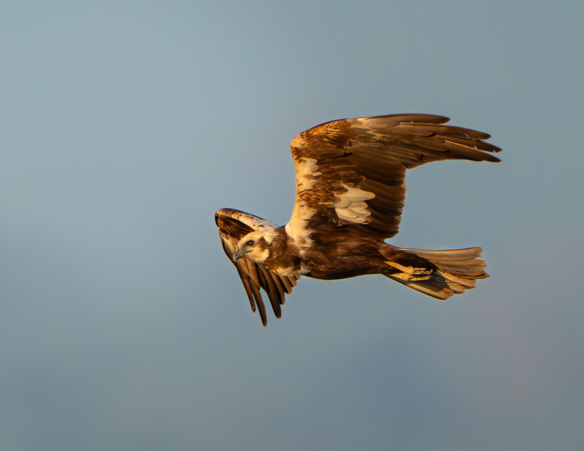Falco di palude