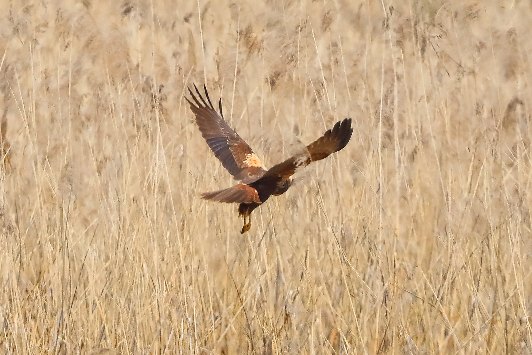 Falco di palude F 09 aprile 2025 - 0030
