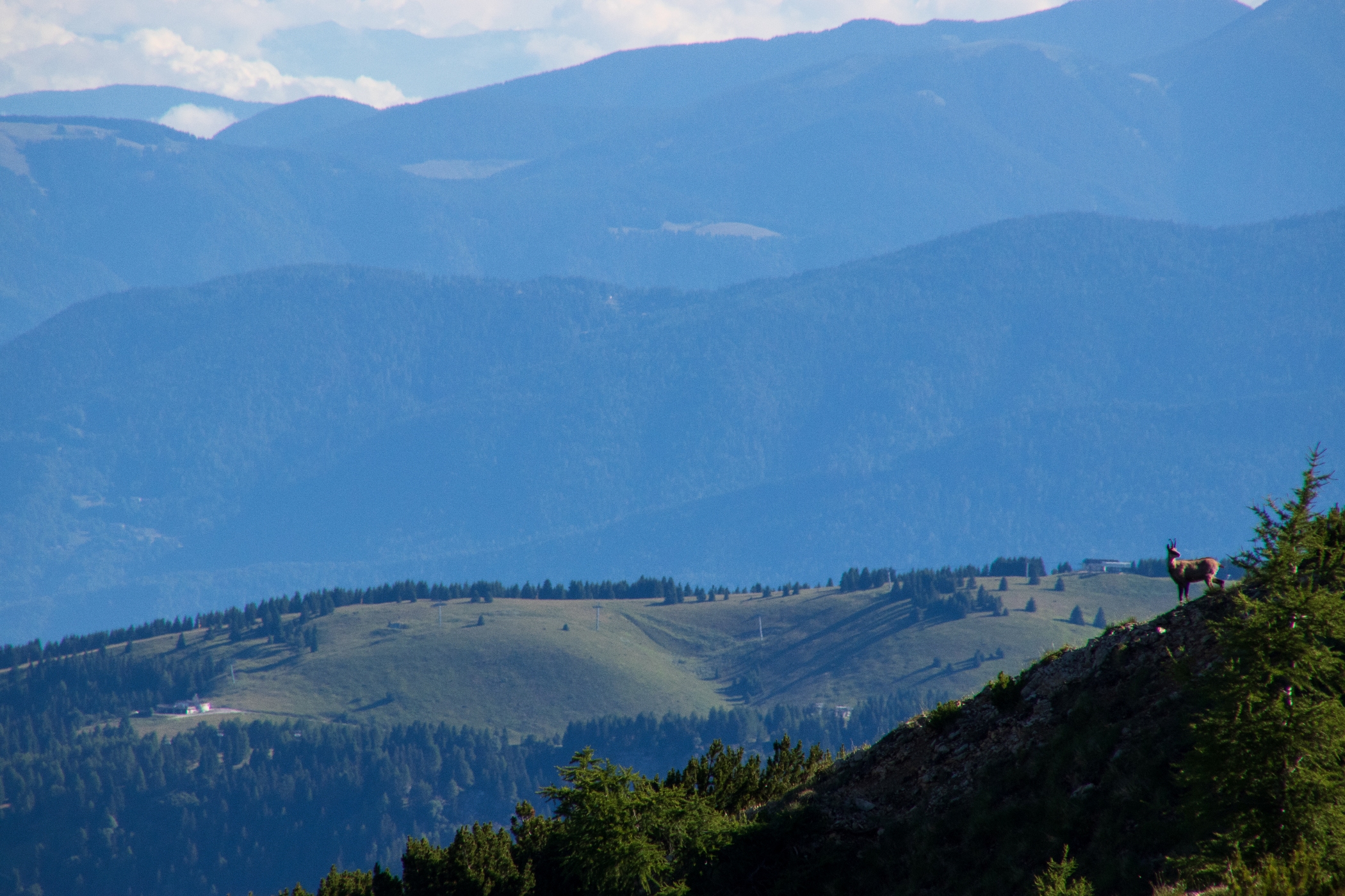 La casa del camoscio