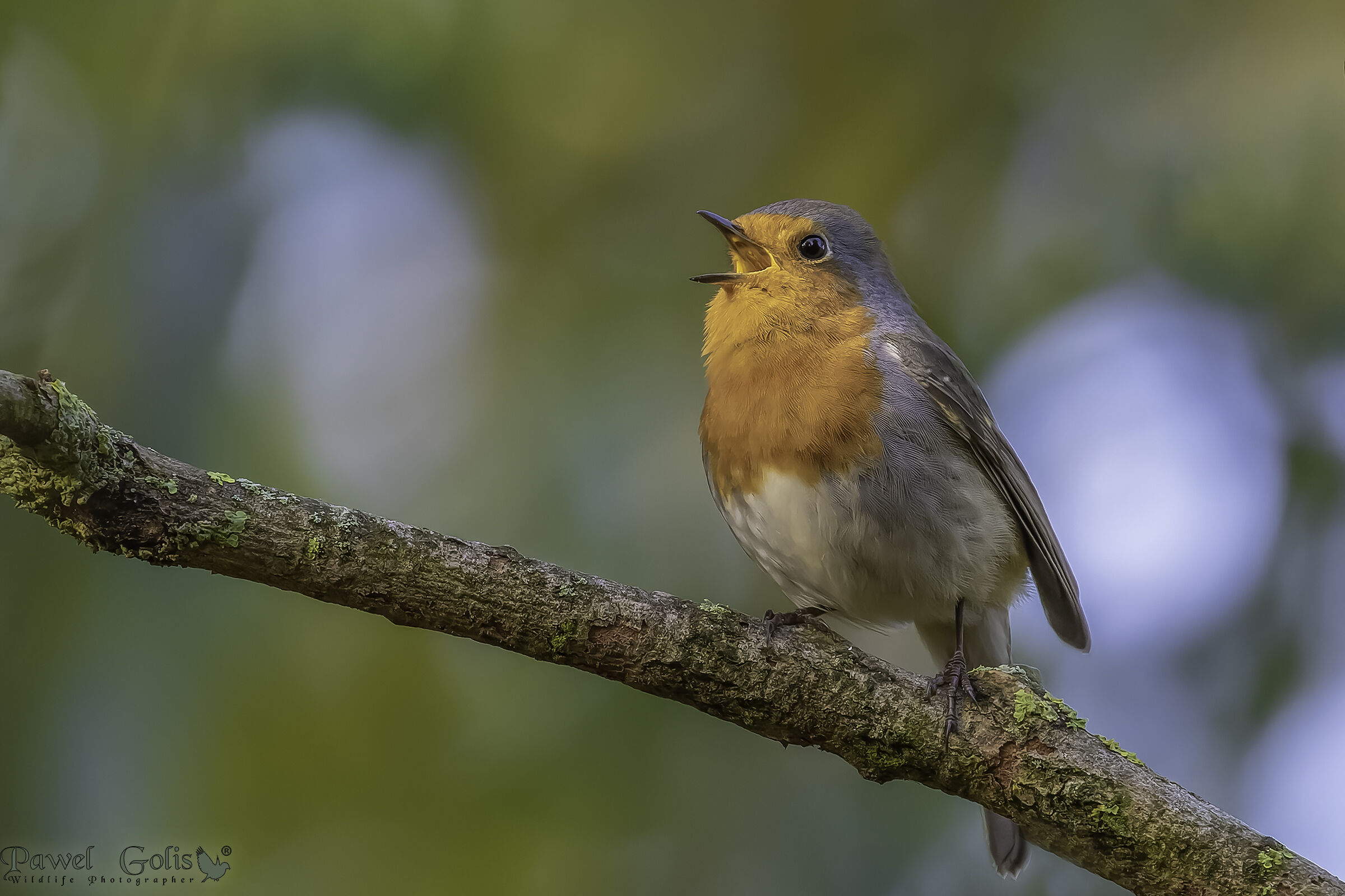 European robin (Erithacus rubecula)