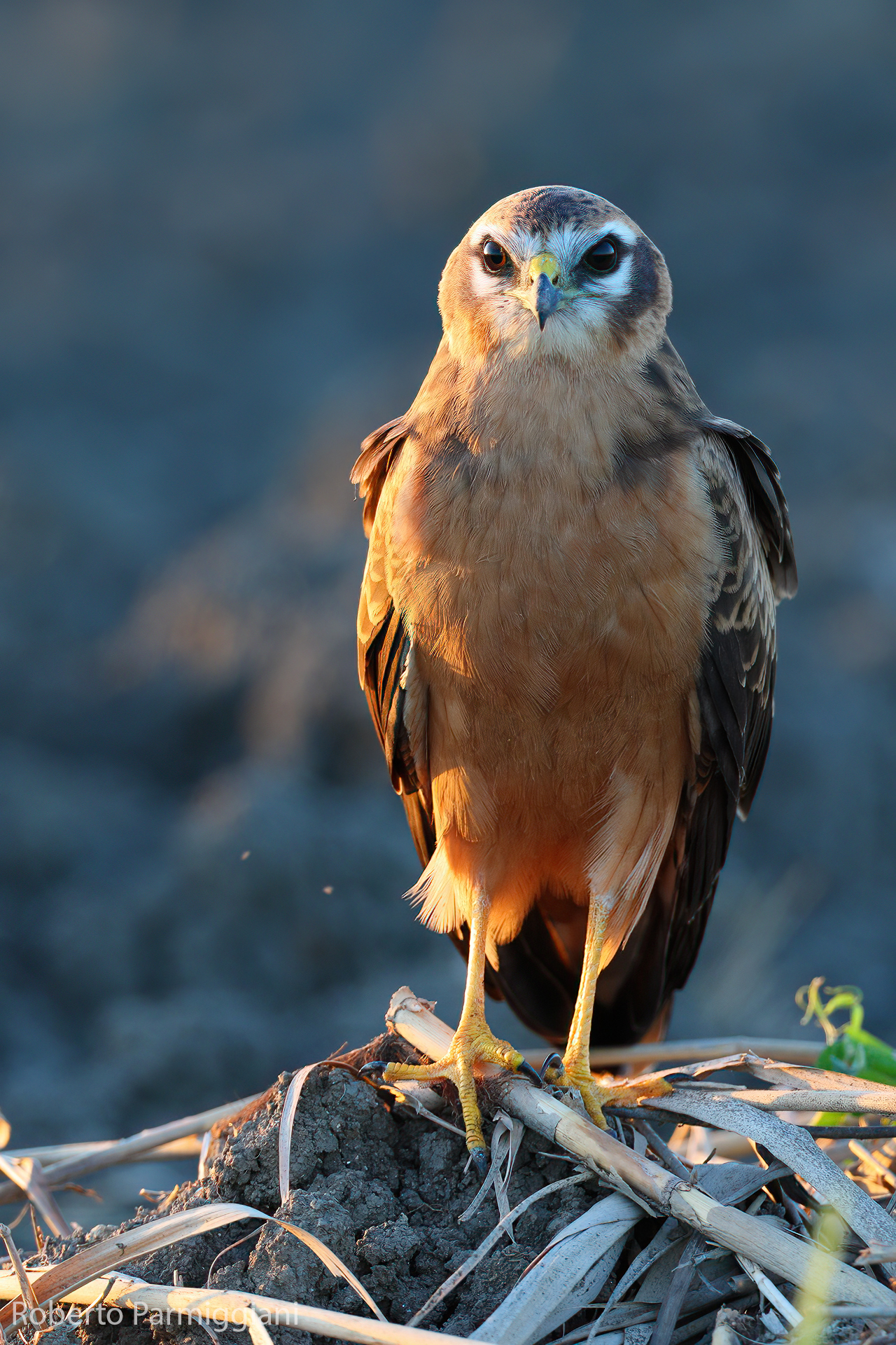 Montagu's Harrier