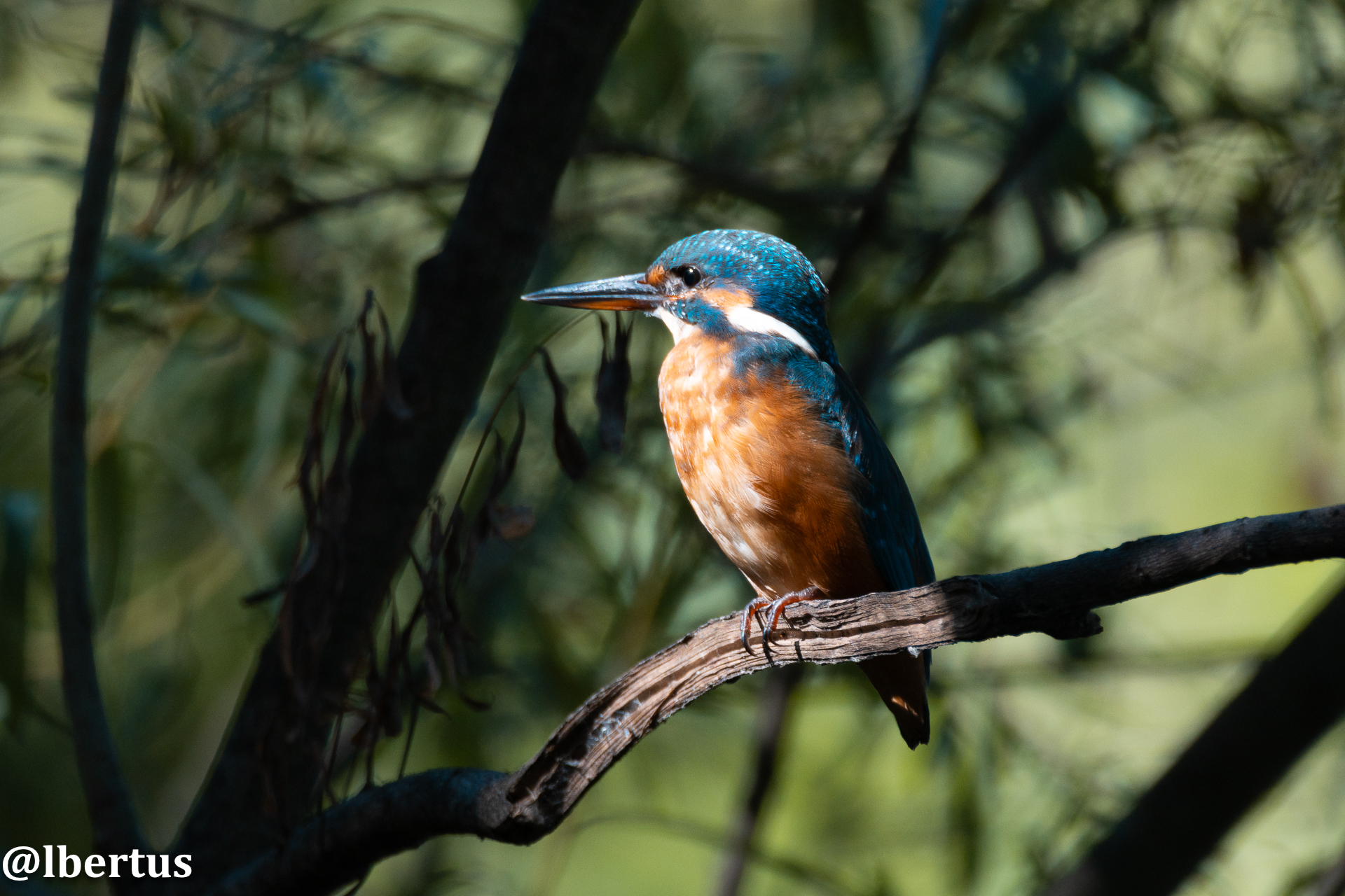 Kingfisher