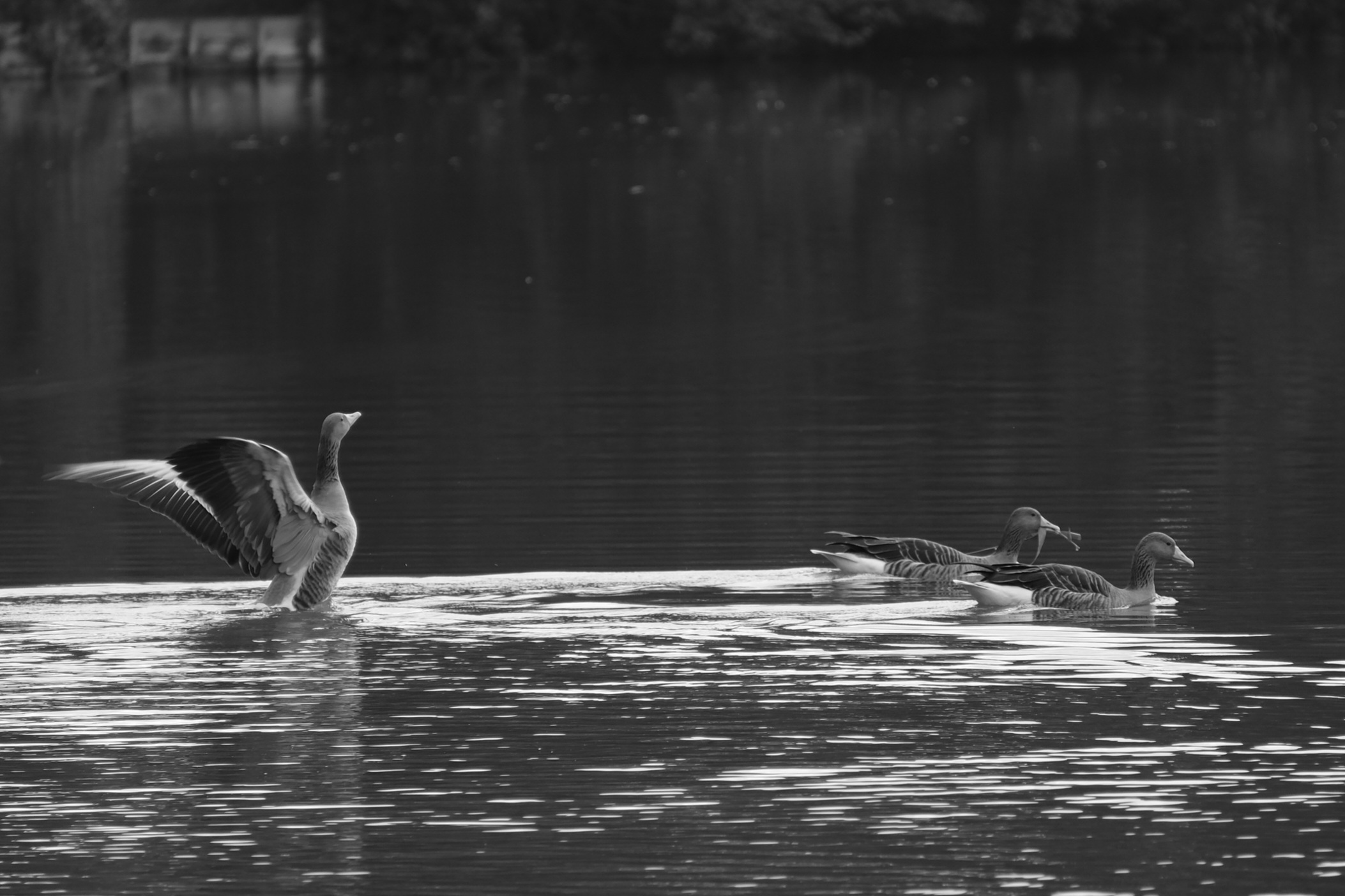 Ducks at dusk