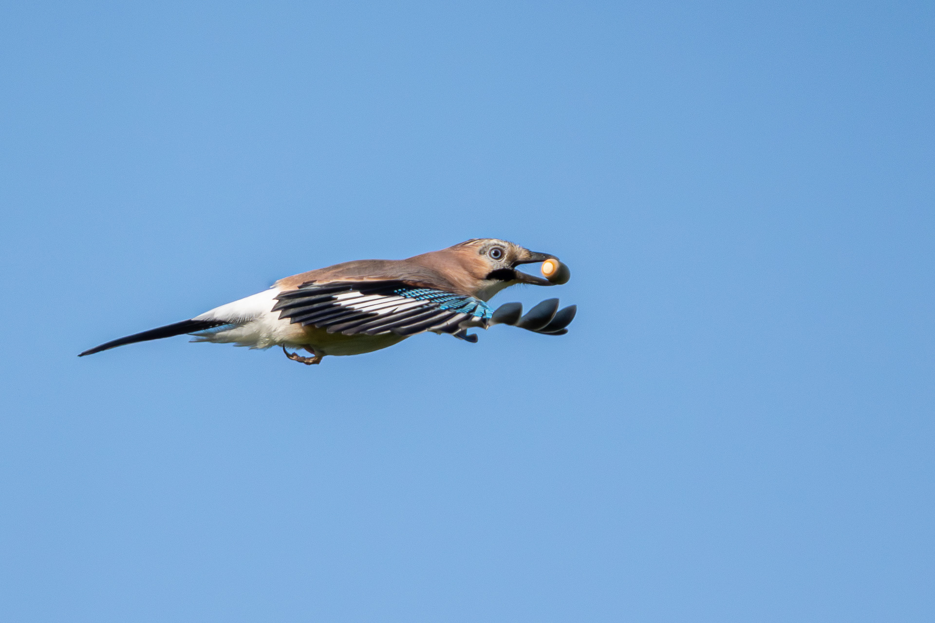 Jay