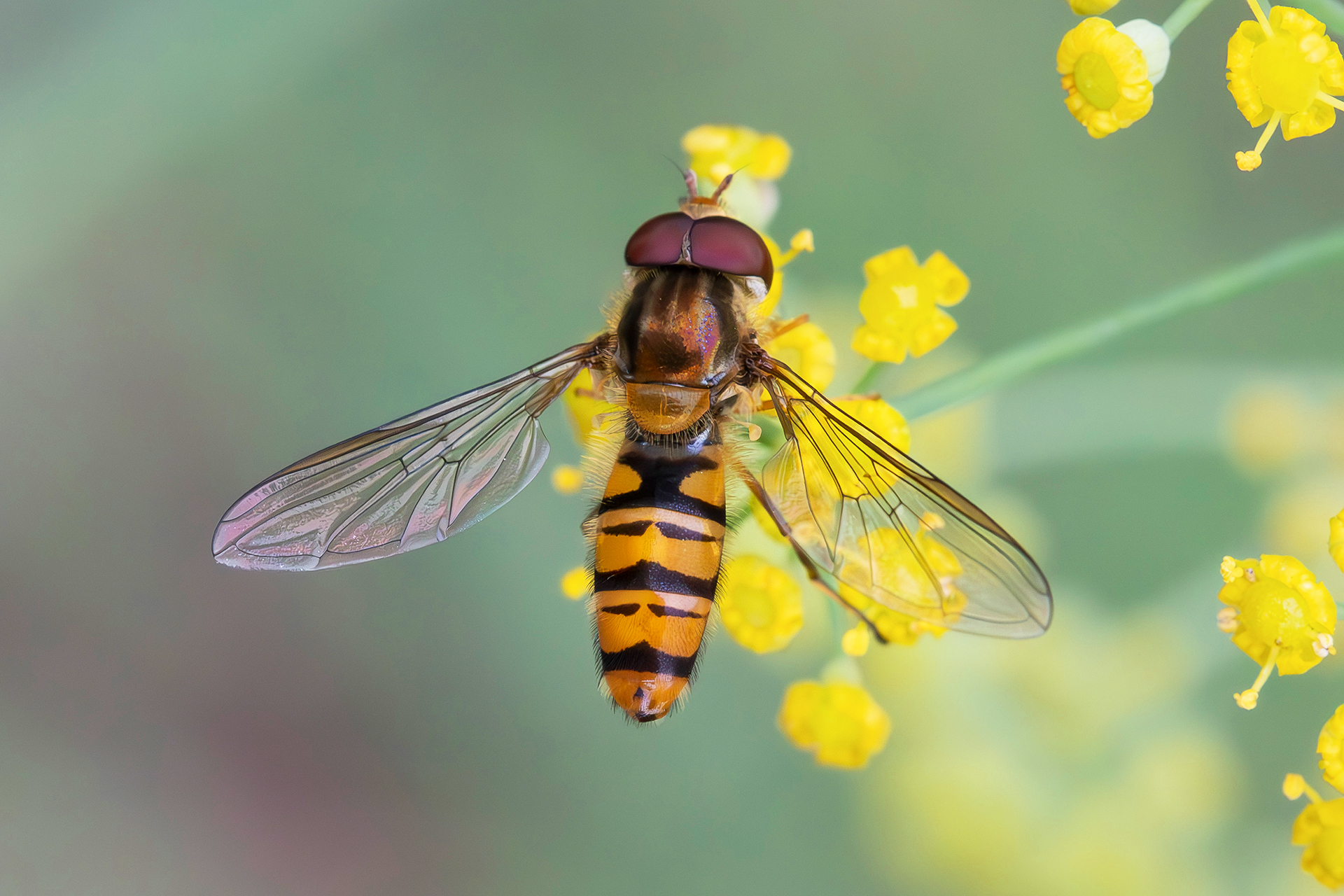 Episyrphus balteatus