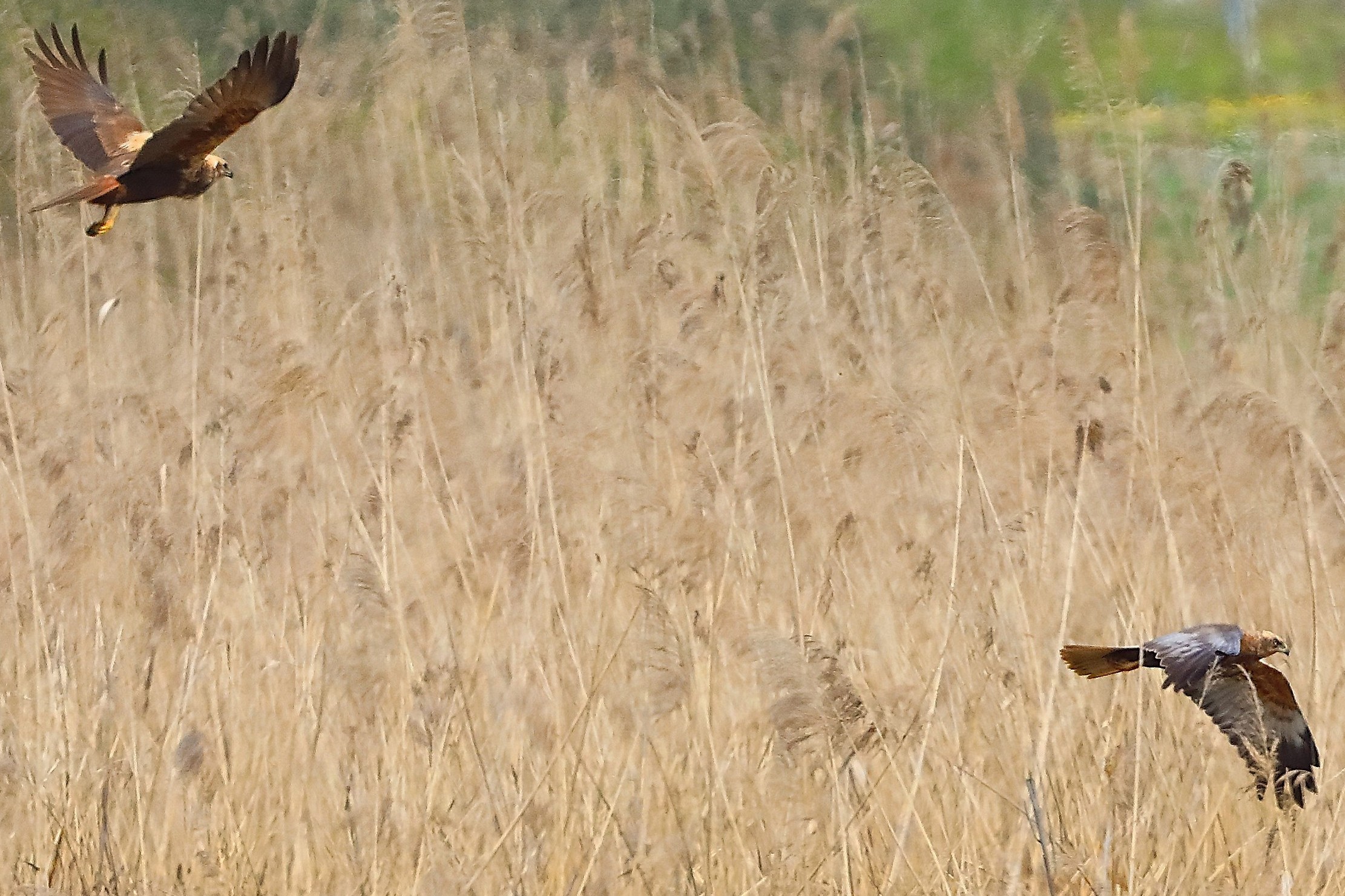 Falchi di palude 09 aprile 2025 - 0036