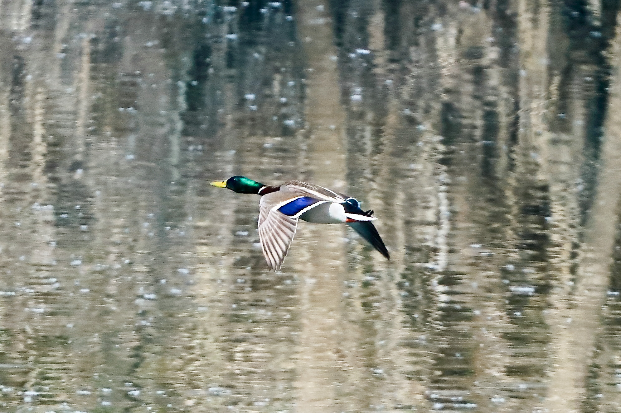 Germano M 09 aprile 2025 - 0048