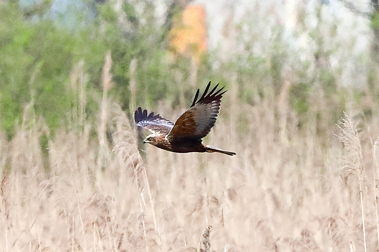 Falco di palude M 09 aprile 2025 - 0053