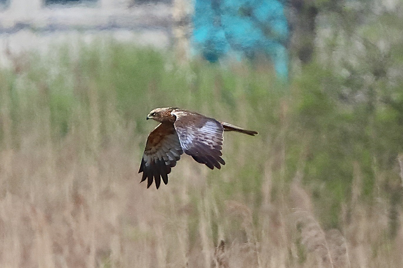 Falco di palude M 09 aprile 2025 - 0055