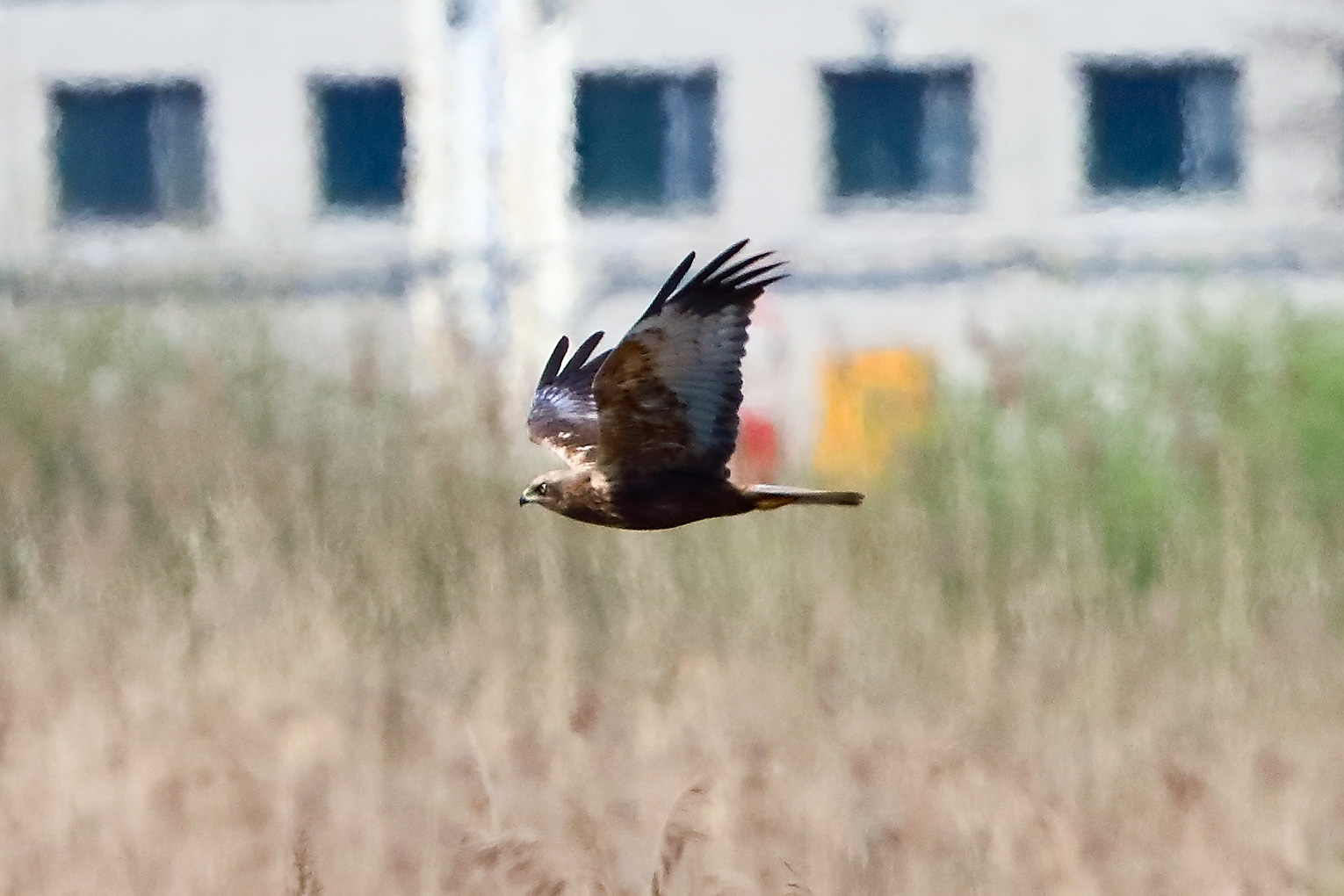 Falco di palude M 09 aprile 2025 - 0056