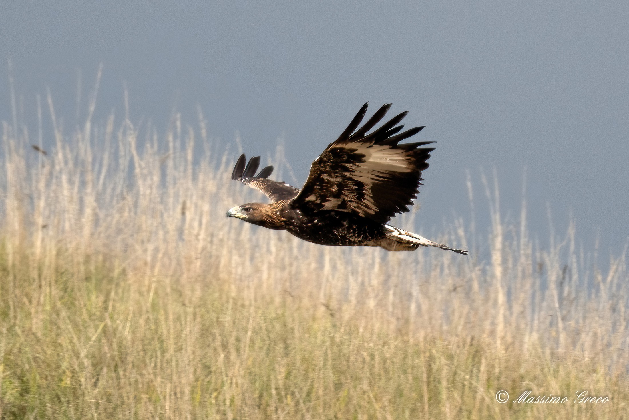 Golden Eagle (Aquila chrysaetos)