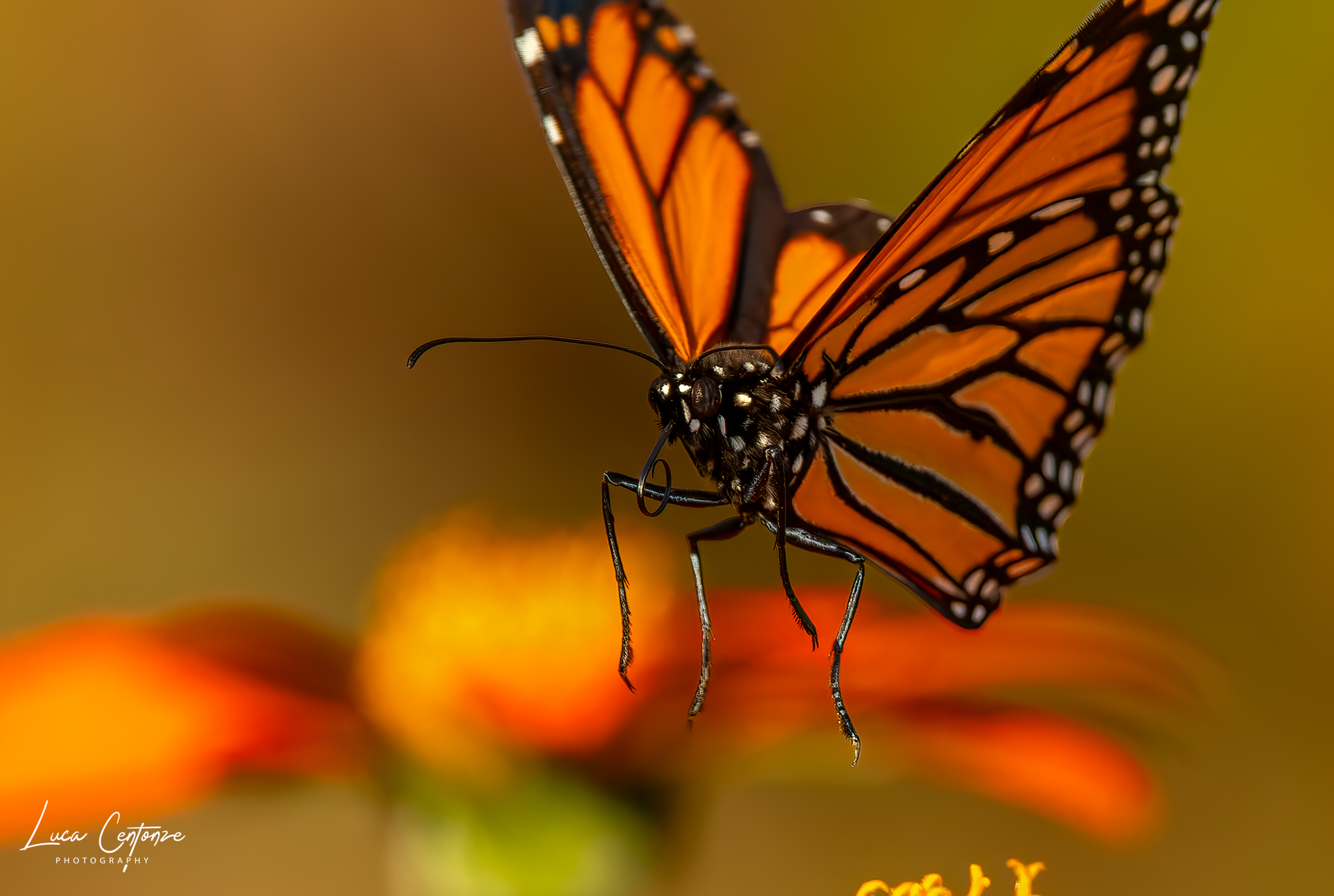 Monarch Butterfly in atterraggio