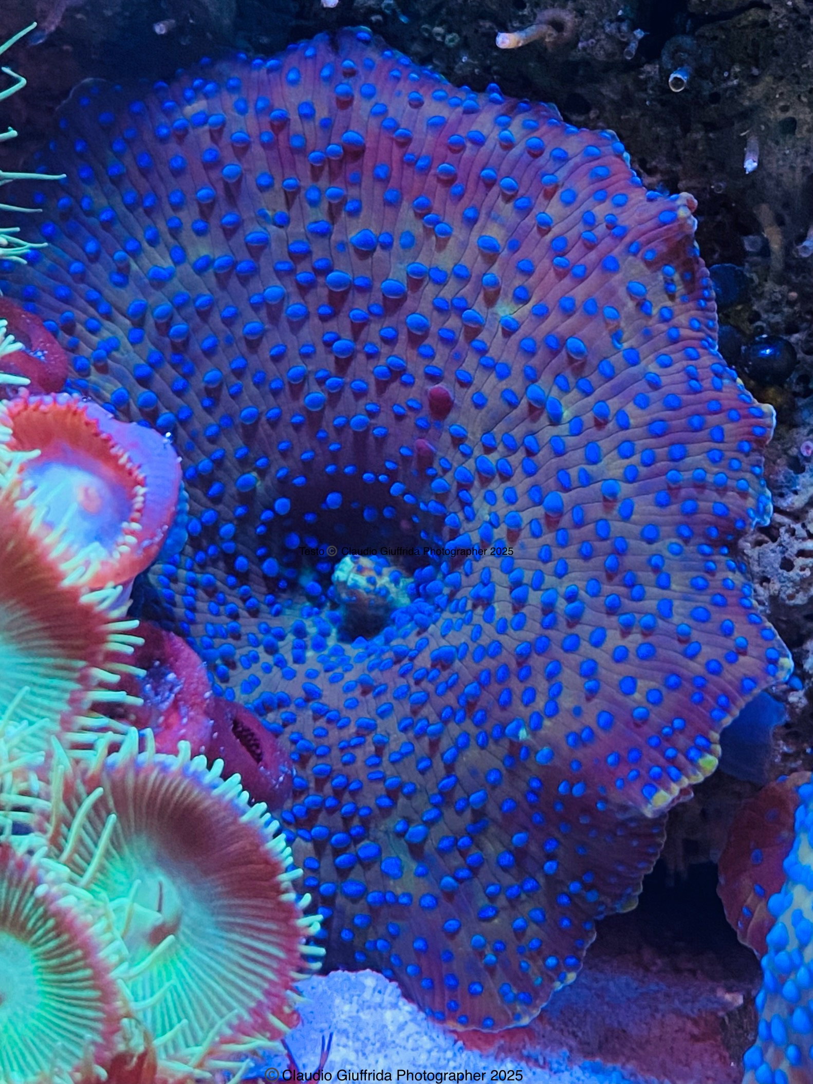 Discosoma sp.
