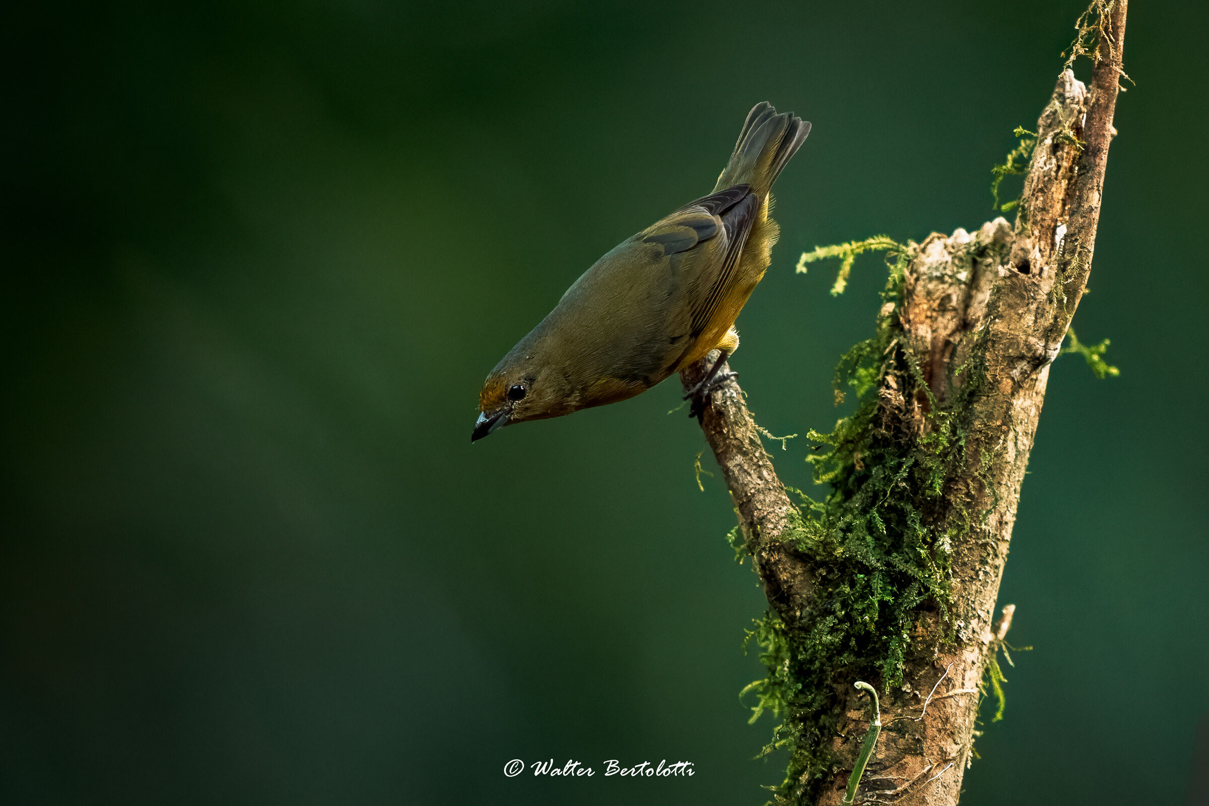 Euphonia violacea (f)