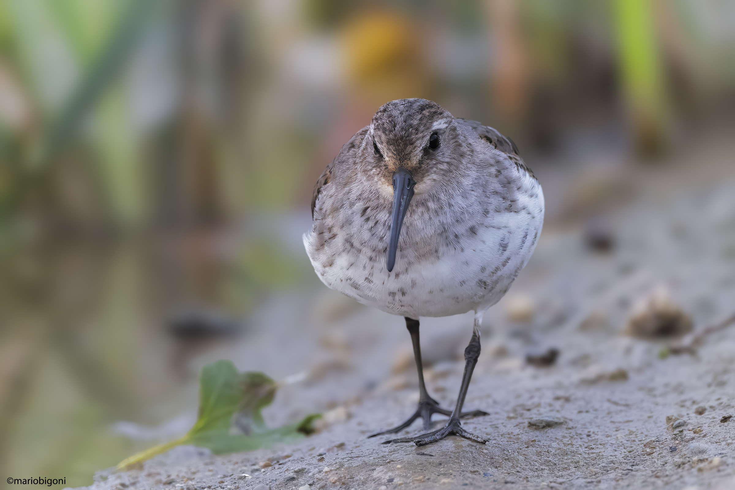 Dunlin