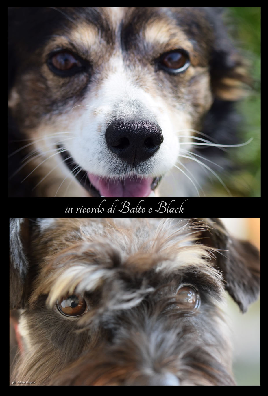 Balto and Black ... you were fantastic