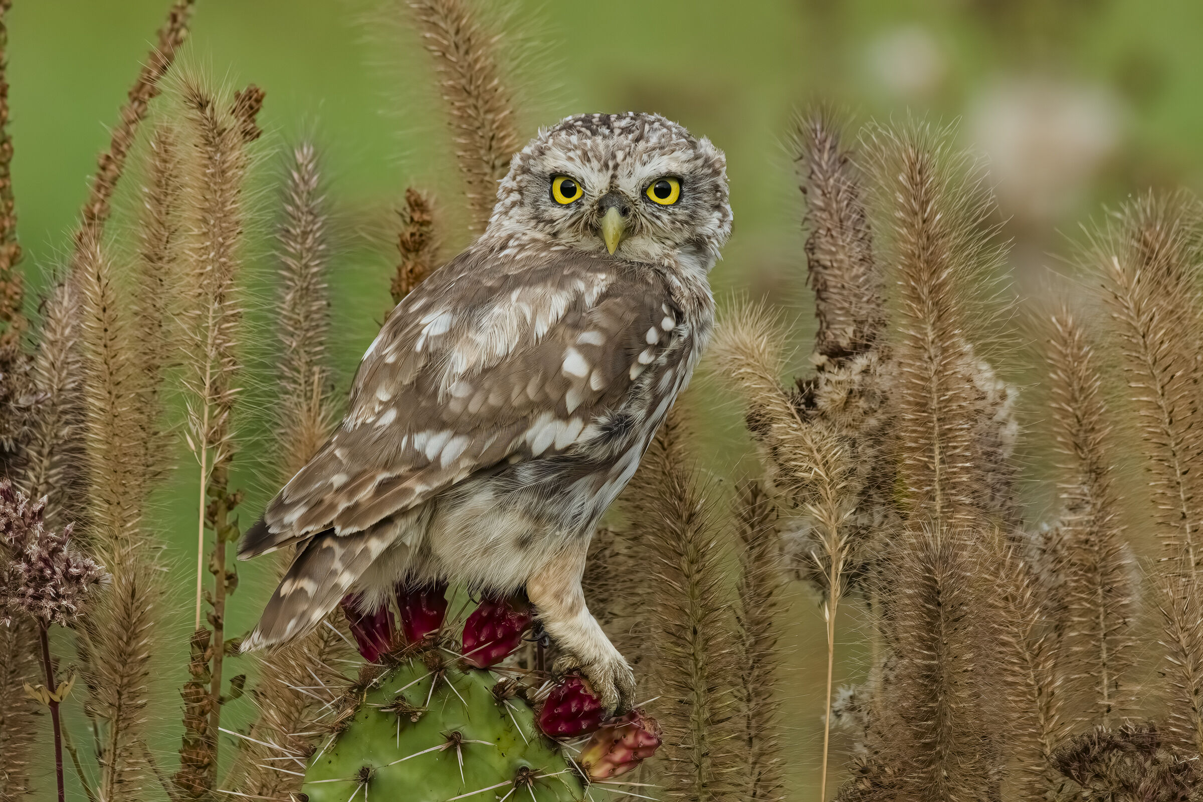 Owl