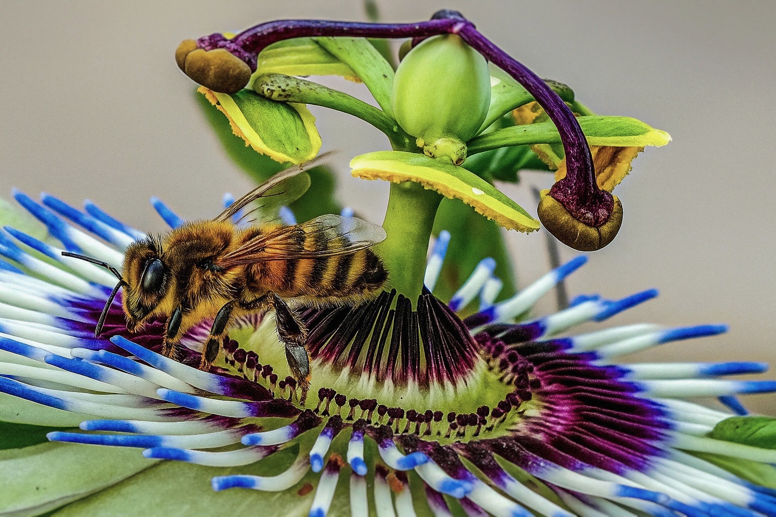 Bee on passionflower