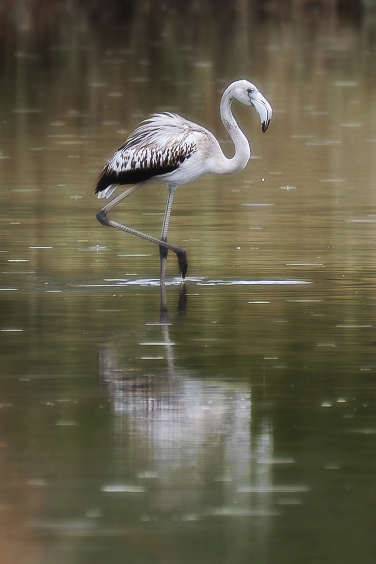 Fenicottero a Budoni