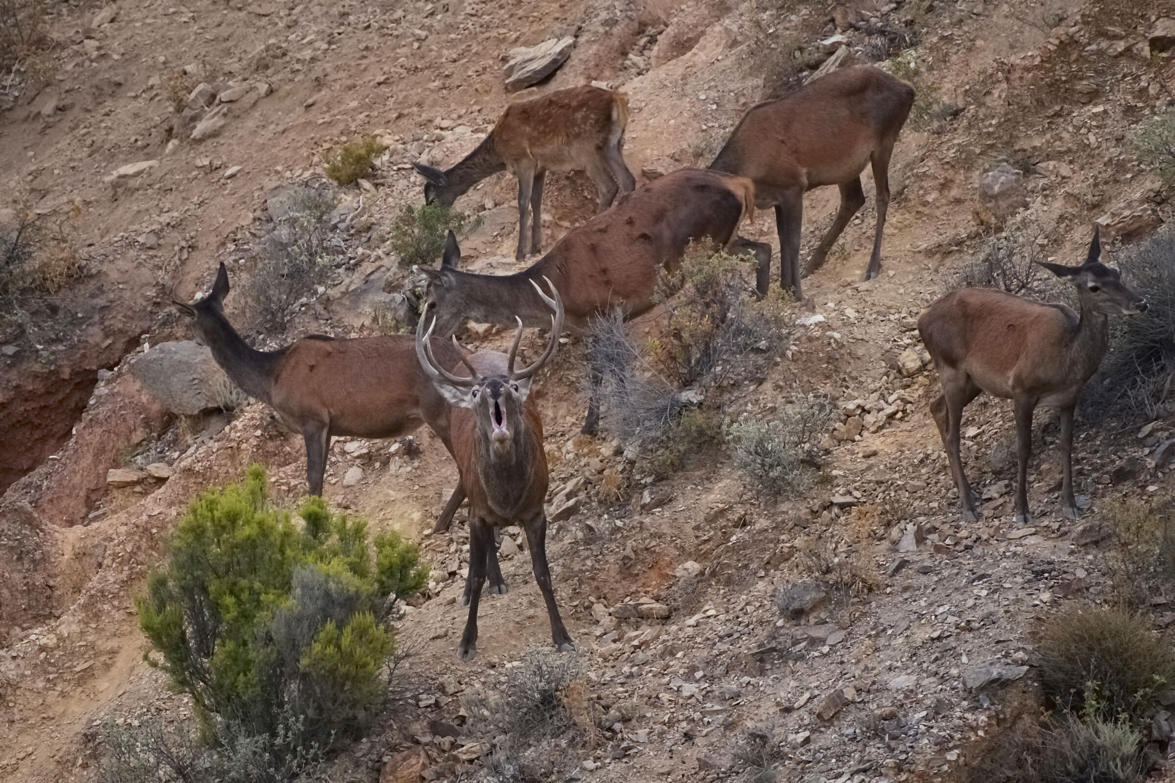 Season of the bellowing of the Sardinian deer.