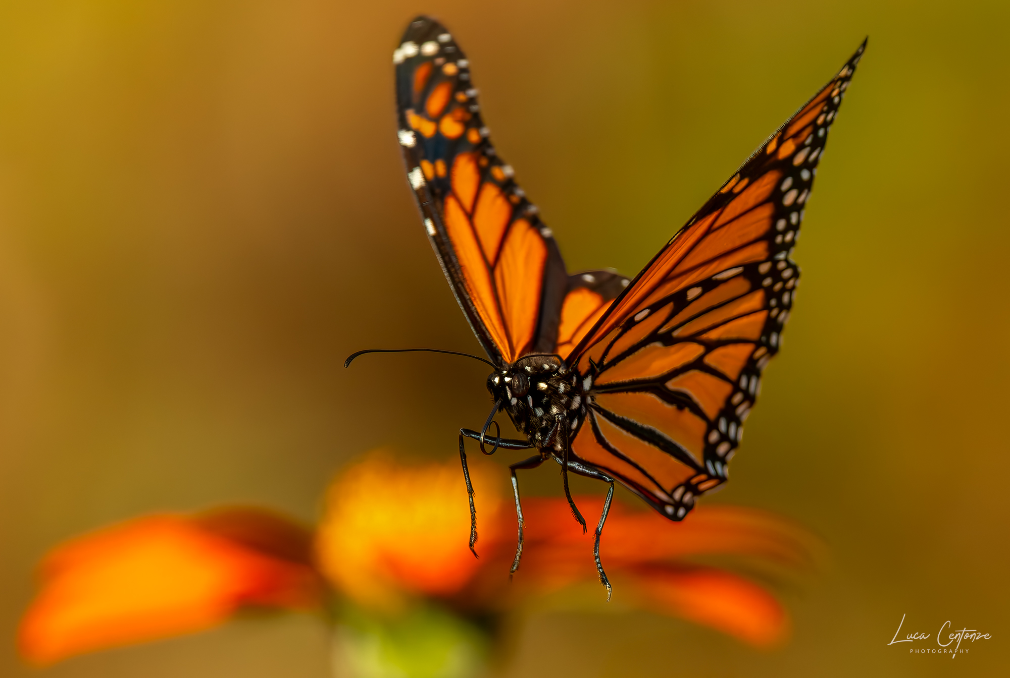 Monarch Butterfly in atterraggio