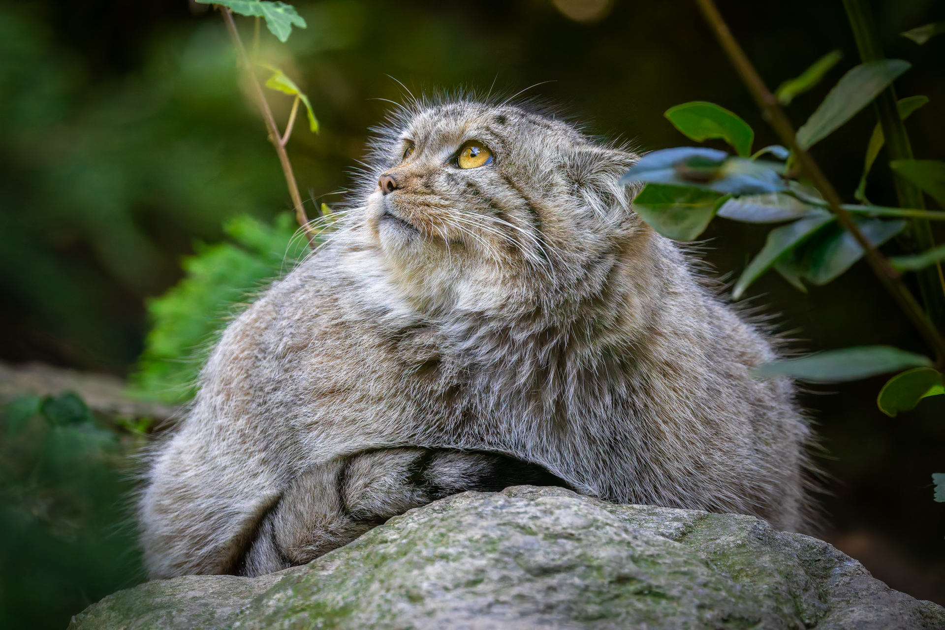 Manul - Gatto di Pallas