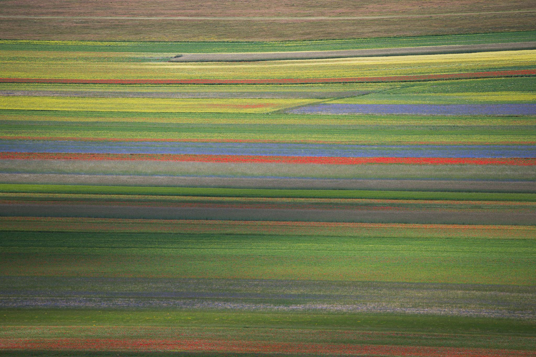 Colors of Castelluccio