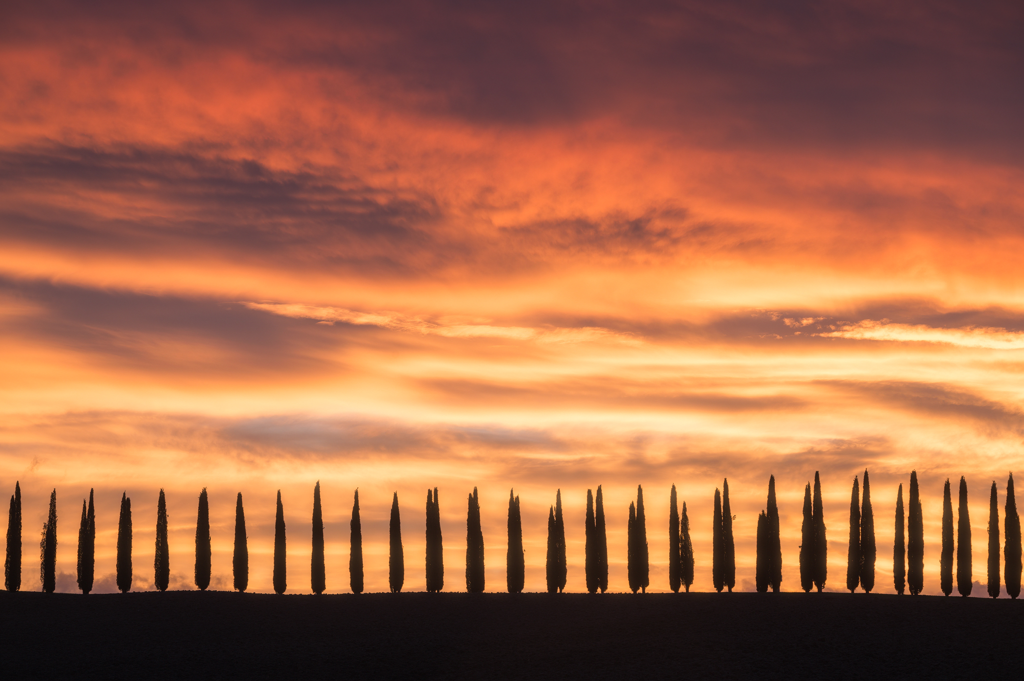 Cypress trees and fiery skies