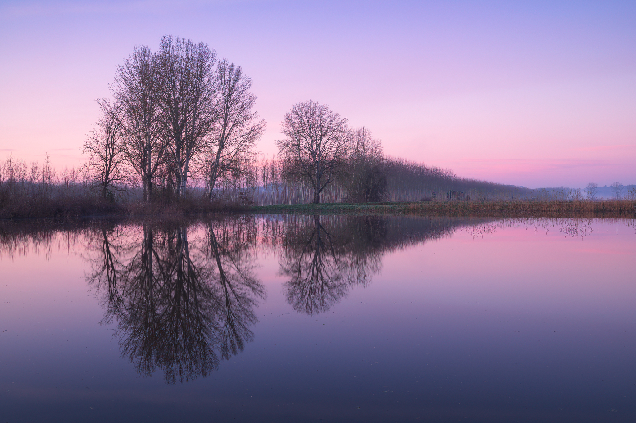 Morning Reflexes at the Marshes