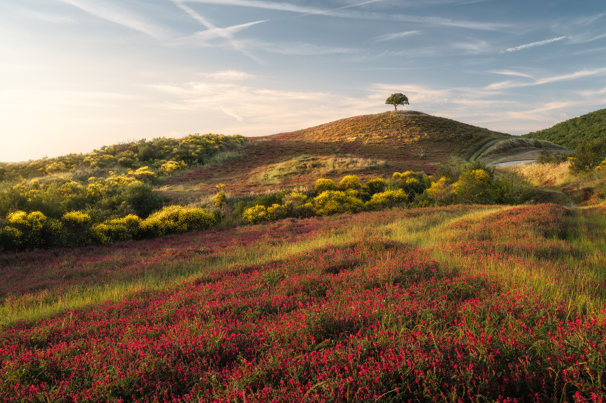 Spring dream in Val d'Orcia