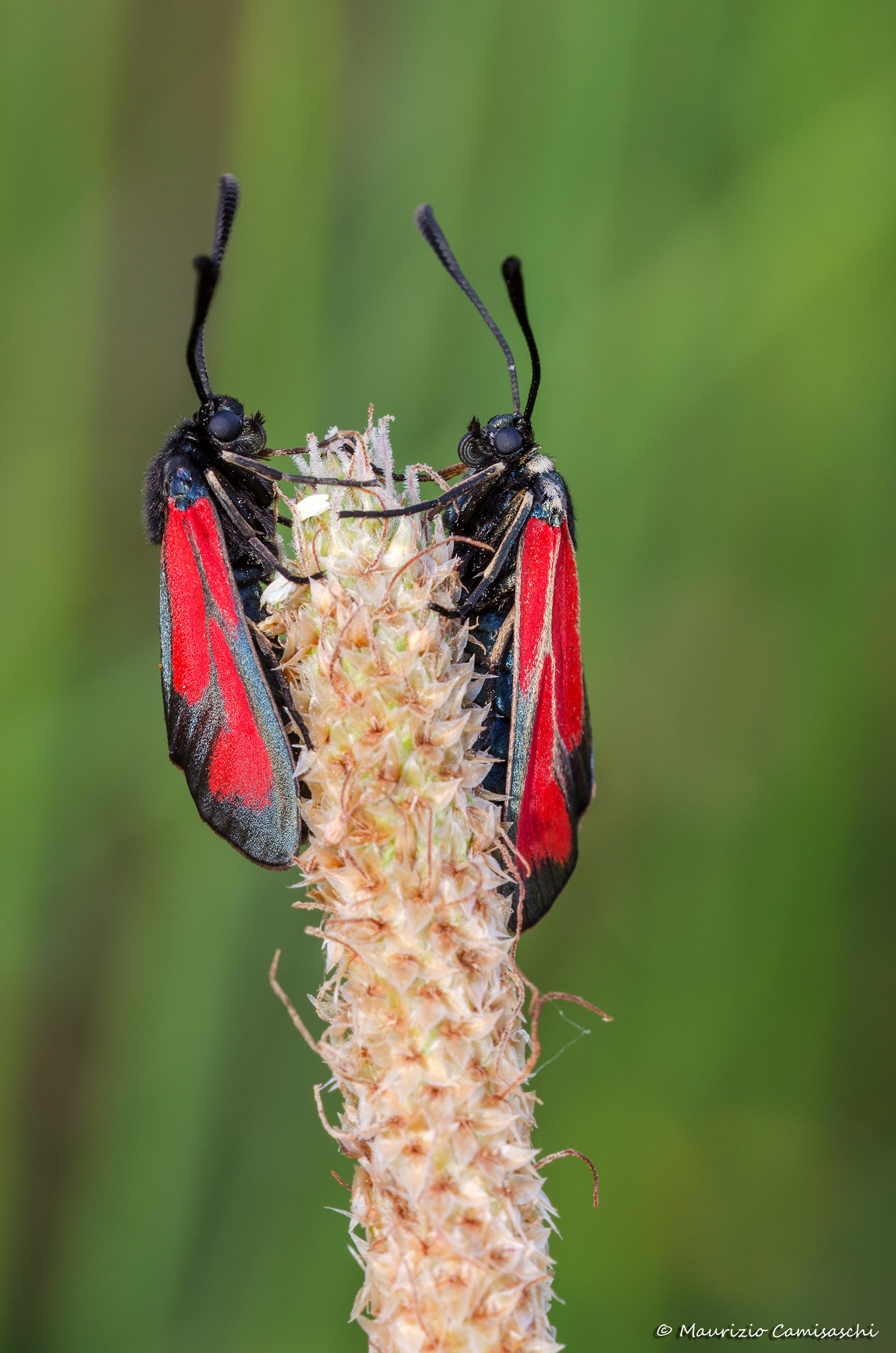 Zygaena Filipendulae