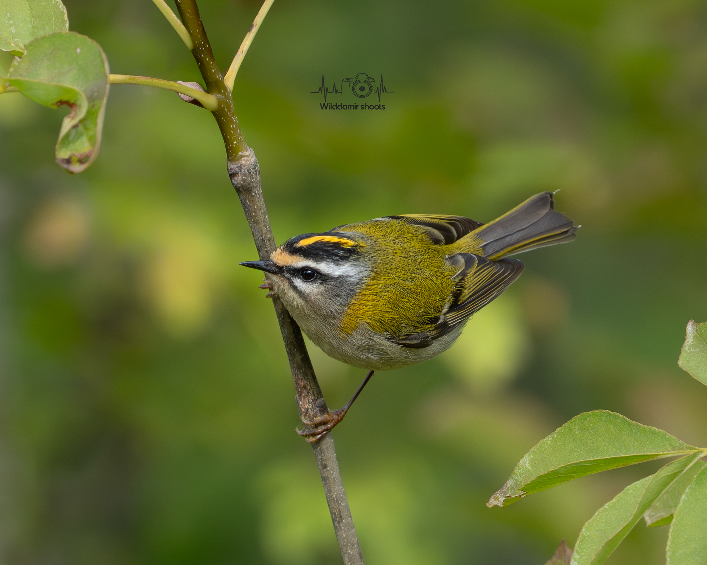 Firecrest