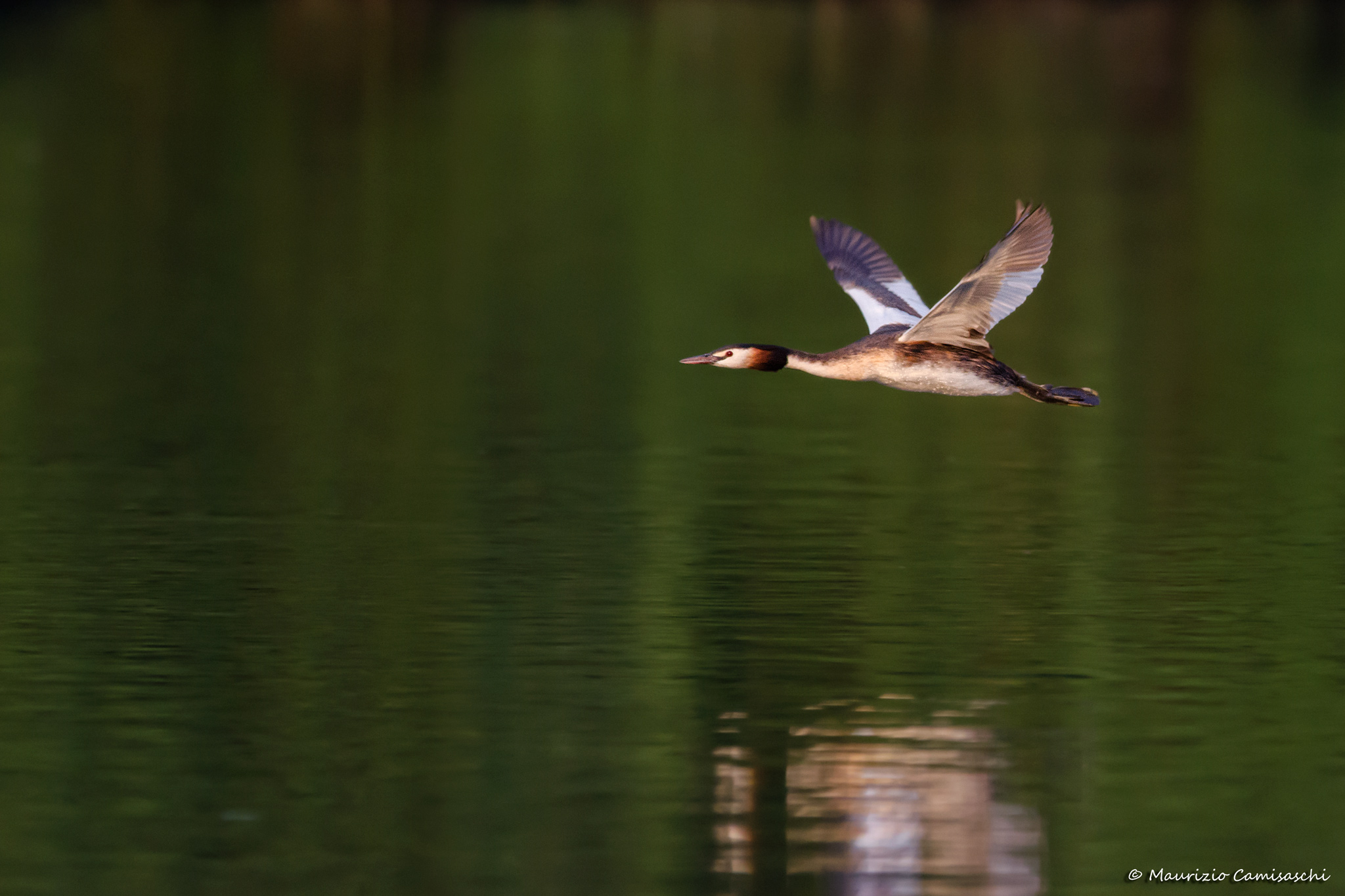 Svasso maggiore in volo