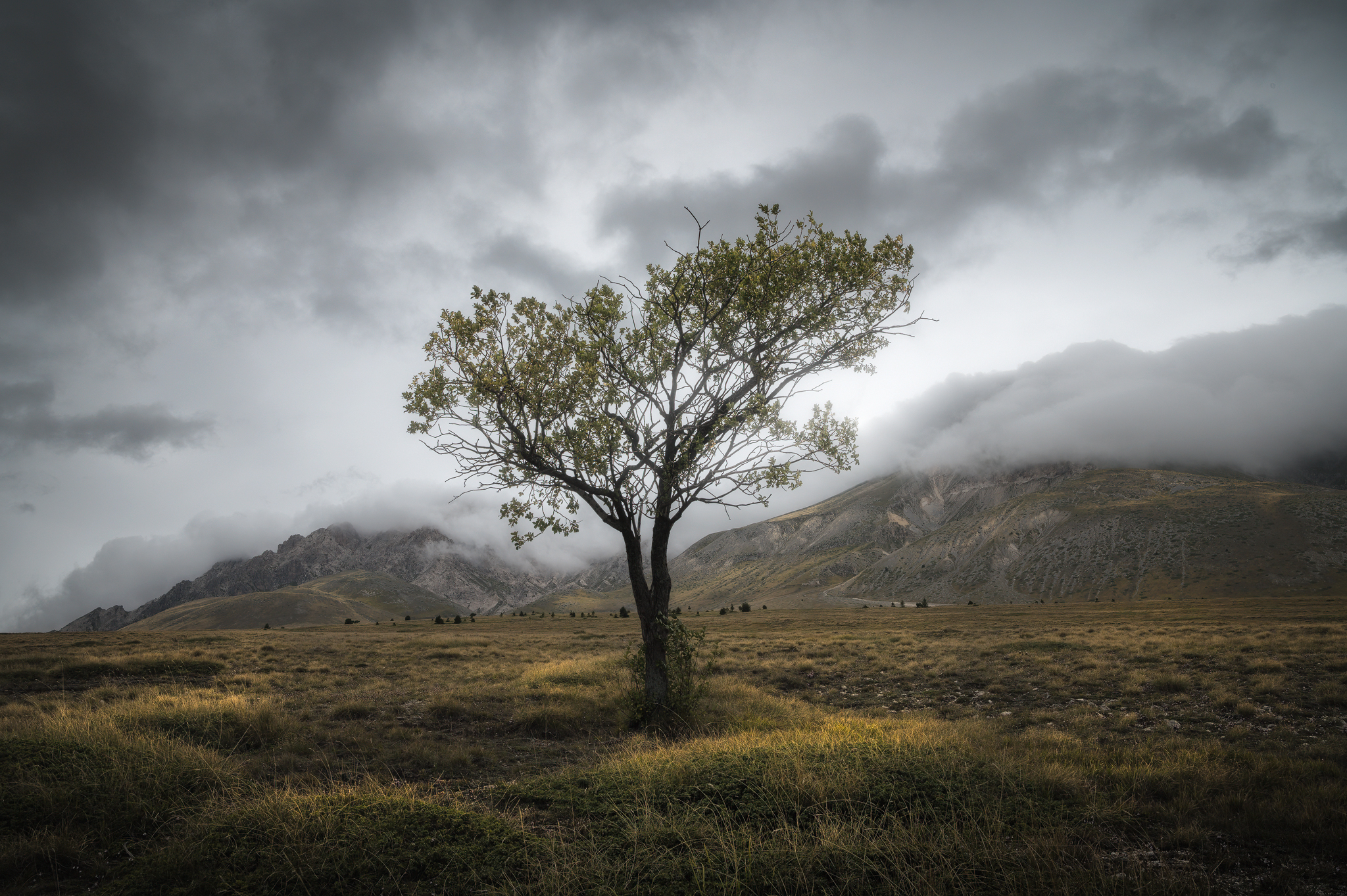 Albero d'Abruzzo